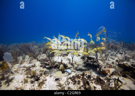 Un haut-fond de vivaneau à queue jaune, 'Ocyurus chrysurus', vu lors d'une plongée dans la mer des Caraïbes, Antigua Banque D'Images