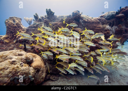 En plongée d'English Harbour, Antigua. Un haut-fond d'Ocyurus chrysurus vivaneau à queue jaune Banque D'Images