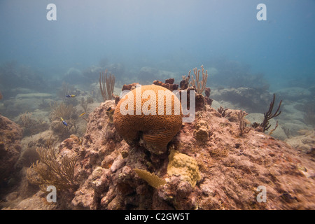 En plongée d'English Harbour, Antigua. Diploria labyrinthiformis, également connu sous le nom de corail cerveau rainuré Banque D'Images