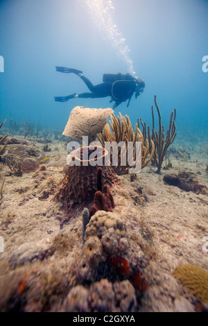 En plongée d'English Harbour, Antigua. Un plongeur passe un canon géant, éponge Xestospongia muta Banque D'Images