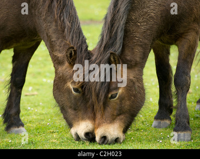 Poneys Exmoor jouer dans la Vallée des Roches, Lynton, Devon UK Banque D'Images