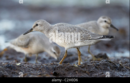 Bécasseau maubèche (Calidris canutus), la marche sur les algues. Banque D'Images