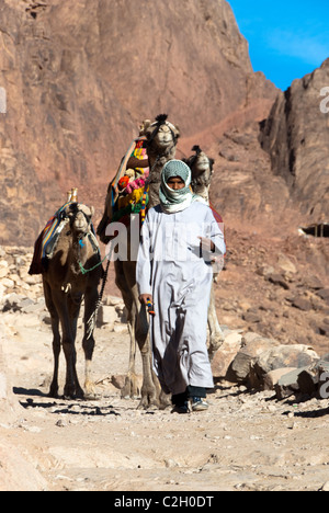 Bedouin Jebelia en ordre décroissant le mont Sinaï avec ses chameaux - Montagnes du Sinaï - péninsule du Sinaï, Égypte Banque D'Images