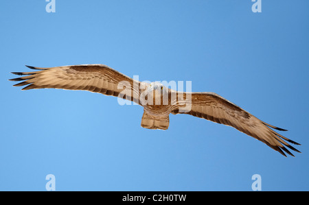 Le miel de l'Ouest (Buzzard Pernis apivorus) en vol. Banque D'Images