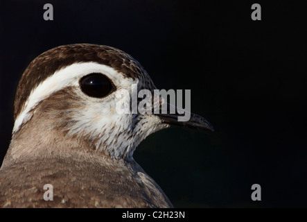 Pluvier guignard (Charadrius morinellus), portrait. Banque D'Images