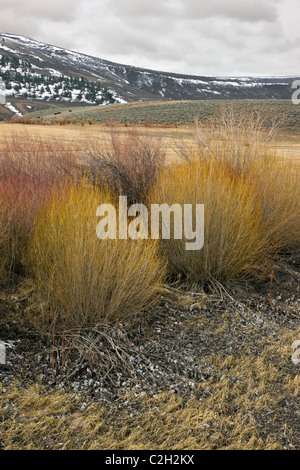 Les arbustes et les herbes montrant le long de couleur printemps Tomichi Creek, à l'est de Gunnison, Colorado, USA Banque D'Images