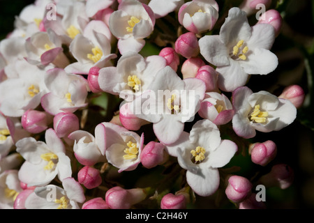 Viburnum Blossom Banque D'Images