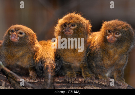 Pygmee-oeistities Callithrix pygmaea monkey Banque D'Images