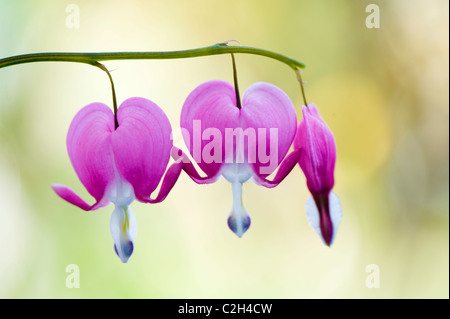 Dicentra spectabilis - Bleeding Heart, Aime Lies Bleeding Banque D'Images