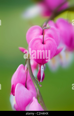 Lamprocapnos spectabilis, Dicentra spectabilis - Bleeding Heart, Aime Lies Bleeding fleurs roses Banque D'Images