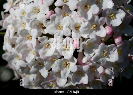 Viburnum Blossom Banque D'Images