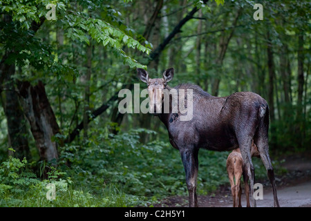 L'orignal dans la forêt, parc national Jacques Cartier, Québec, Canada Banque D'Images