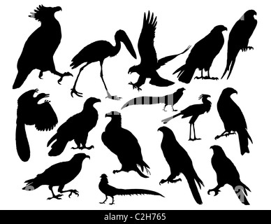 Illustrations Vector silhouettes noir sur blanc oiseaux Banque D'Images