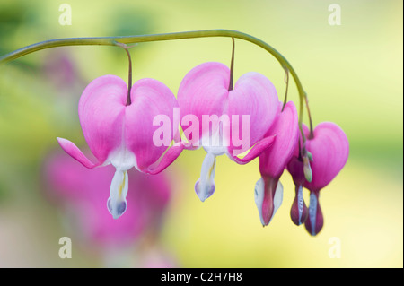 Dicentra spectabilis - Bleeding Heart, Aime Lies Bleeding Banque D'Images