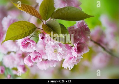 Printemps Fleur de cerisier - Prunus Kanzan Banque D'Images