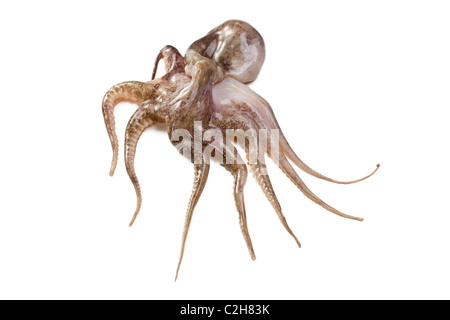 Octopus de bébé sur fond blanc Banque D'Images