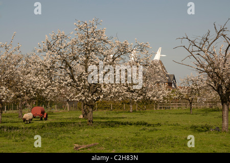 Par Oast house Old Kent Cerisaie plantés dans les années 1940, dans la fleur de l'Angleterre UK avec des moutons dans le champ. Banque D'Images