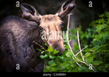 L'orignal dans la forêt, parc national Jacques Cartier, Québec, Canada Banque D'Images