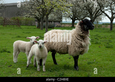 Les moutons et les agneaux nouveau-nés dans la région de Old Kent Cerisaie plantés dans les années 1940, dans la fleur de l'Angleterre UK Banque D'Images