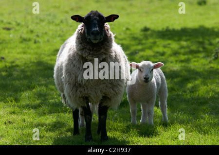 Les moutons et les agneaux nouveau-nés dans la région de Old Kent Cerisaie plantés dans les années 1940, dans la fleur de l'Angleterre UK Banque D'Images
