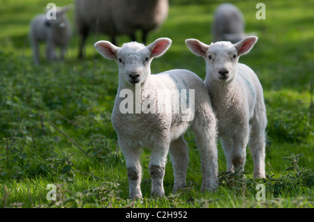 Les moutons et les agneaux nouveau-nés dans la région de Old Kent Cerisaie plantés dans les années 1940, dans la fleur de l'Angleterre UK Banque D'Images