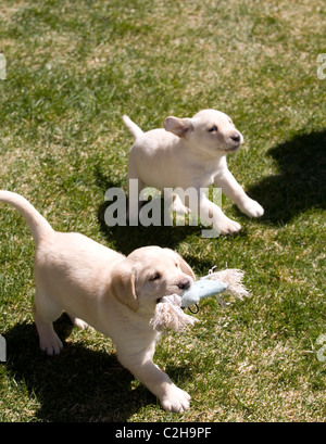 Paire de Labrador jaune Chiots jouant en cour Banque D'Images