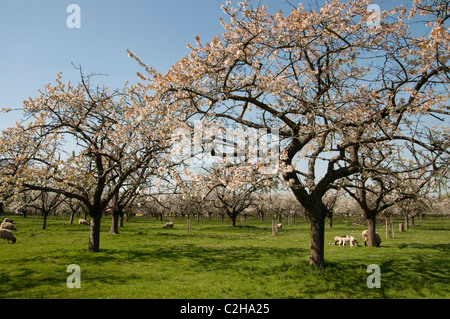Moutons dans Old Kent Cerisaie plantés dans les années 1940, dans la fleur de l'Angleterre UK Banque D'Images