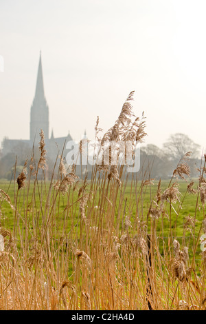 De plus en plus de cours d'anches UK Angleterre Salisbury Banque D'Images