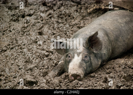 Porc Berkshire couché dans une boue se vautre, Granges Centre pour l'alimentation et l'Agriculture, Pocantico Hills, New York, USA Banque D'Images