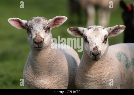 Les moutons et les agneaux nouveau-nés dans la région de Old Kent Cerisaie plantés dans les années 1940, dans la fleur de l'Angleterre UK Banque D'Images