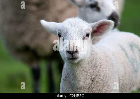 Les moutons et les agneaux nouveau-nés dans la région de Old Kent Cerisaie plantés dans les années 1940, dans la fleur de l'Angleterre UK Banque D'Images
