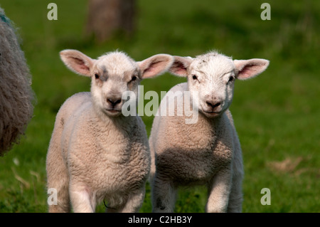Les moutons et les agneaux nouveau-nés dans la région de Old Kent Cerisaie plantés dans les années 1940, dans la fleur de l'Angleterre UK Banque D'Images