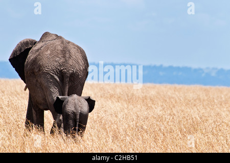 Bébé éléphant africain à la suite de sa mère, Loxodonta africana, Masai Mara National Reserve, Kenya, Africa Banque D'Images