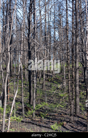 La forêt de pins gris fraîchement brûlés Pinus banksiana Northern Michigan USA Banque D'Images