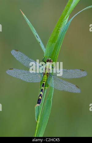 Eastern Pondhawk Skimmer Dragonfly Erythemis simplicollis sur la lame de l'herbe est des Etats-Unis, par Skip Moody/Dembinsky photo Assoc Banque D'Images