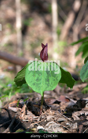 Toad Trillium, Toadshade à fleurs sessiles, service-robin en fleurs sessiles Trillium Printemps Indiana USA Banque D'Images