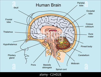 La structure du cerveau humain illustration Banque D'Images