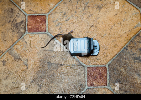 Une souris prise dans un piège Banque D'Images