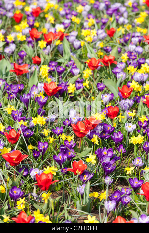 Un lit de fleurs de jonquilles tulipes et crocus comme une prairie sauvage. Ampoule de Keukenhof à Lisse, Pays-Bas Hollande Jardin Banque D'Images