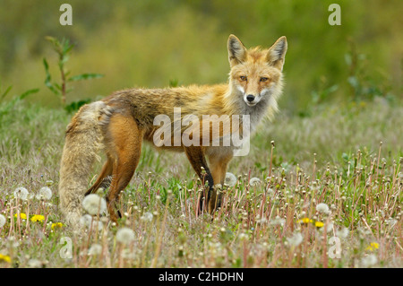 Red Fox au printemps. Banque D'Images