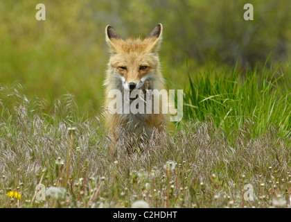 Le renard roux avec un spermophile malchanceuse dans ses mâchoires Banque D'Images
