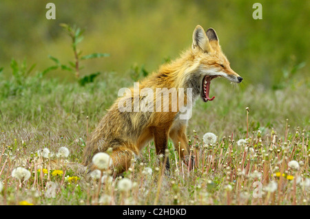 Red Fox bâillements dans une prairie au printemps Banque D'Images