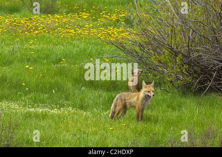 Mère fox monte la garde dans la prairie printemps fleuri Banque D'Images