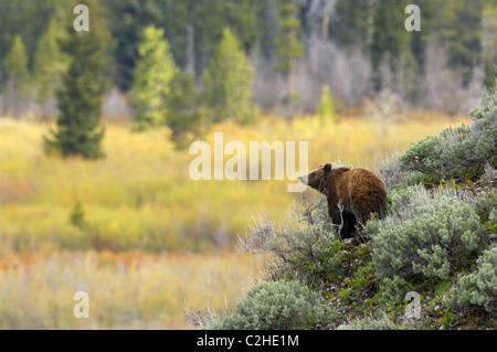 L'ours grizzli sur le flanc d'une colline à l'aube Banque D'Images