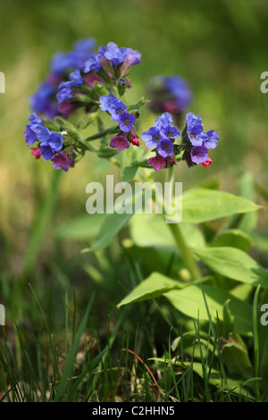 Pulmonaria officinalis (herbe), emplacement : Holubyho luky, petites Karpates, la Slovaquie. Banque D'Images