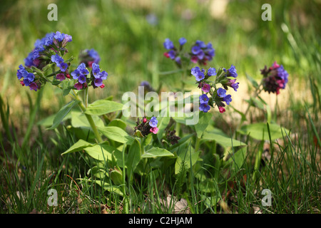 Pulmonaria officinalis (herbe), emplacement : Holubyho luky, petites Karpates, la Slovaquie. Banque D'Images