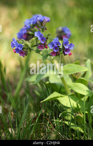 Pulmonaria officinalis (herbe), emplacement : Holubyho luky, petites Karpates, la Slovaquie. Banque D'Images