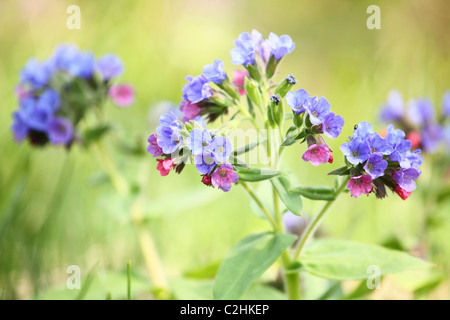 Pulmonaria officinalis (herbe), emplacement : Holubyho luky, petites Karpates, la Slovaquie. Banque D'Images