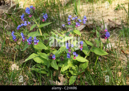 Pulmonaria officinalis (herbe), emplacement : Holubyho luky, petites Karpates, la Slovaquie. Banque D'Images