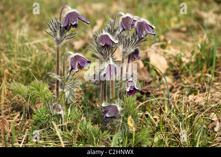 Pulsatilla nigricans (Pasque Flower), emplacement : Holubyho luky, petites Karpates, la Slovaquie. Banque D'Images